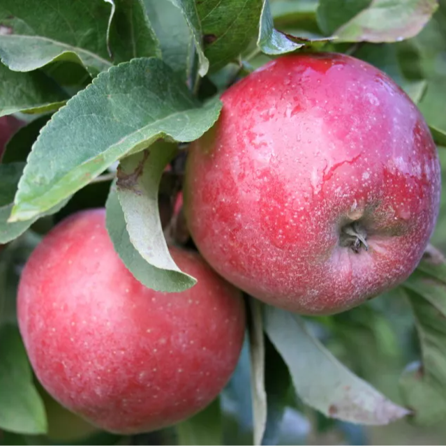 Obst | Gärtnerei Jakubek