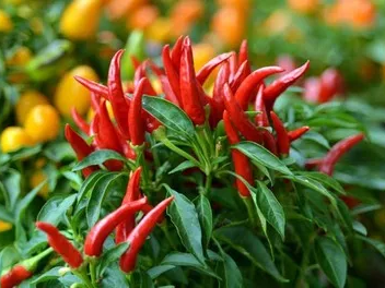 Chili (Eigenzüchtung) | Gärtnerei Jakubek