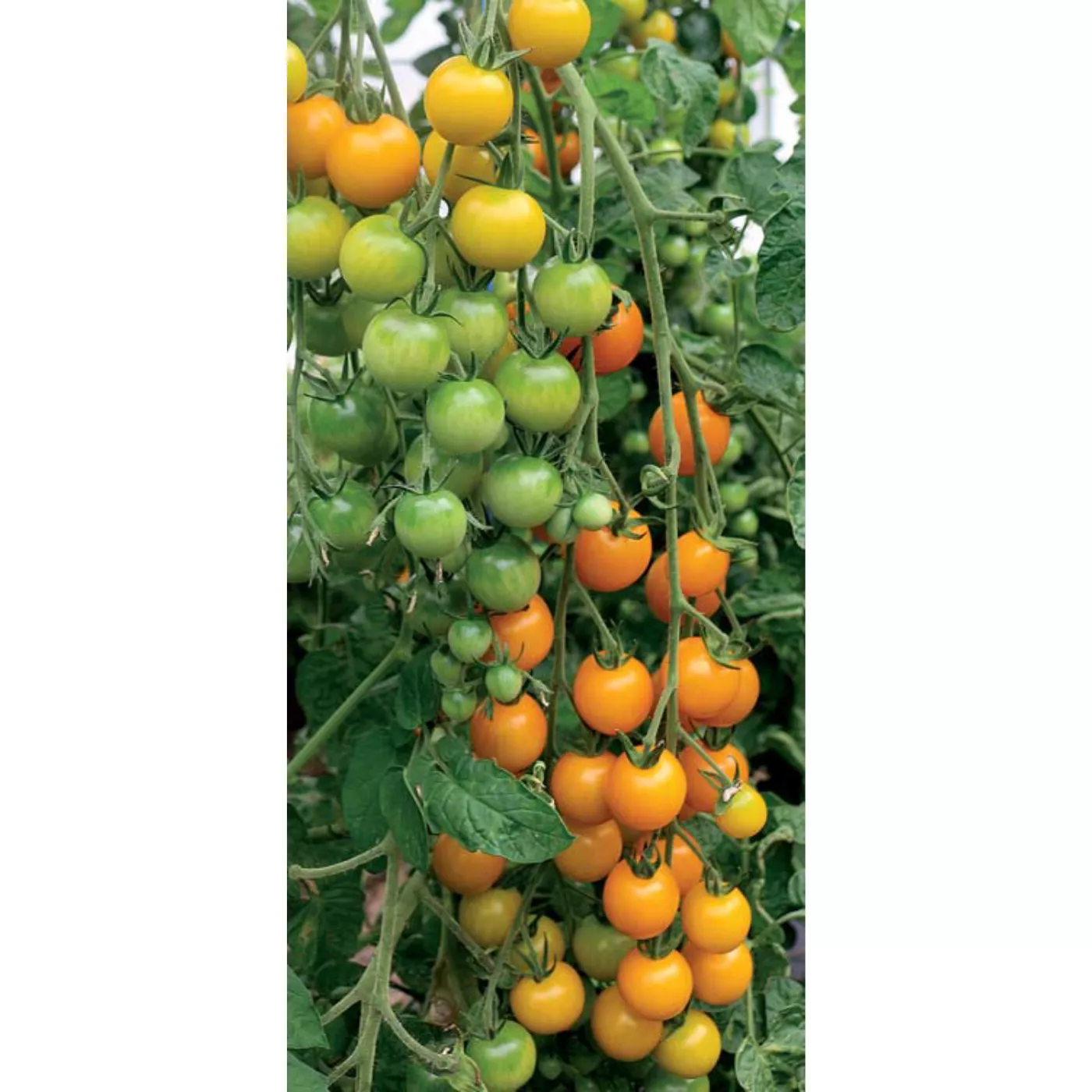 GELBE - COCKTAIL | Gärtnerei Jakubek