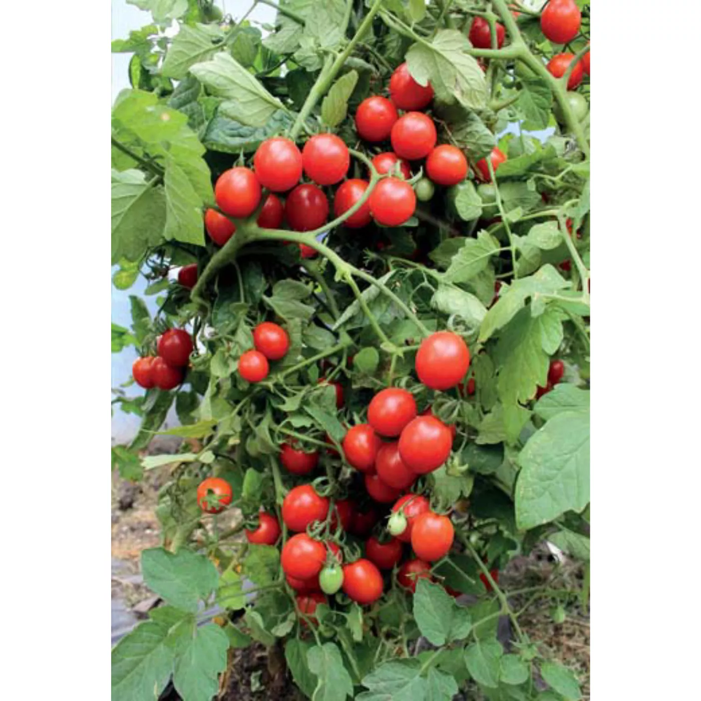 ROTE - COCKTAIL | Gärtnerei Jakubek