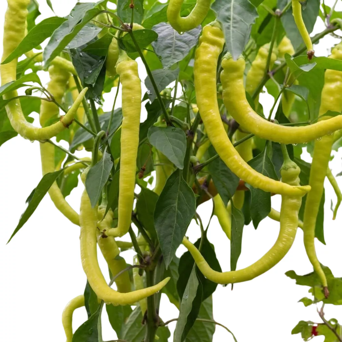 Milder Sprial Pfefferoni „Mild" | Gärtnerei Jakubek