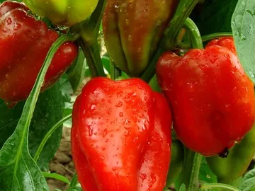 Russischer Paprika (Eigenzüchtung) | Gärtnerei Jakubek