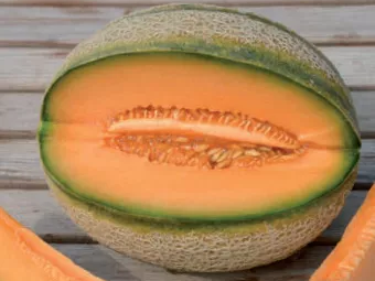 ZUCKERMELONE - WRANGLER | Gärtnerei Jakubek