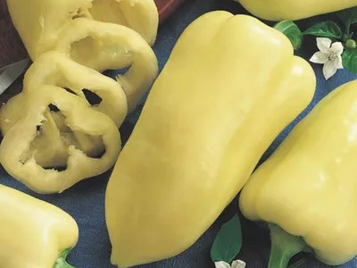 GELBER SPITZ PAPRIKA | Gärtnerei Jakubek