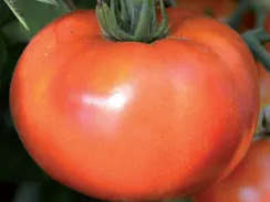 FLEISCH - PARADEISER | Gärtnerei Jakubek
