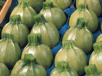 RUNDE - ZUCCHINI | Gärtnerei Jjakubek