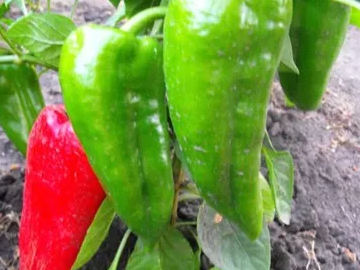 GRÜNER SPITZ PAPRIKA | Gärtnerei Jjakubek