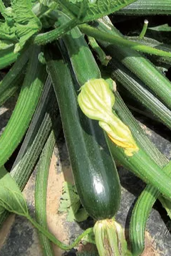 ZUCCHINI | Gärtnerei Jakubek