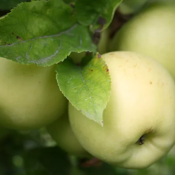 Apfel & Birne Ernte | Gärtnerei Jakubek