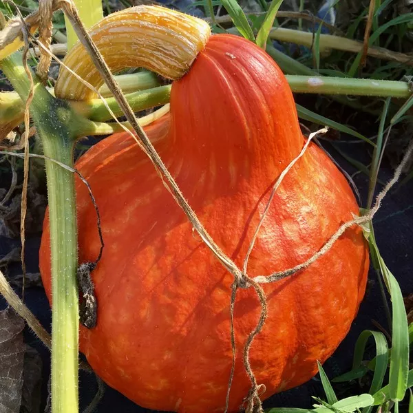 Halloween-Kürbisschnitzen