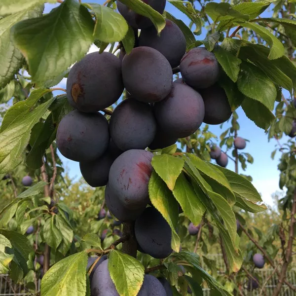 Ernte Obst & Gemüse & Kräuter
