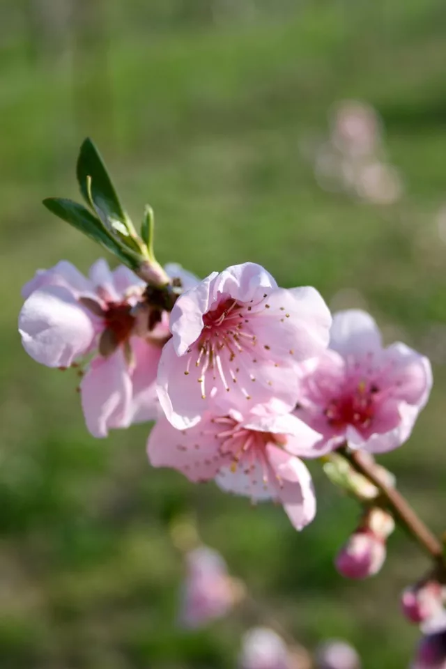 Blütenschau im Obstgarten Gärtnere Jakubek